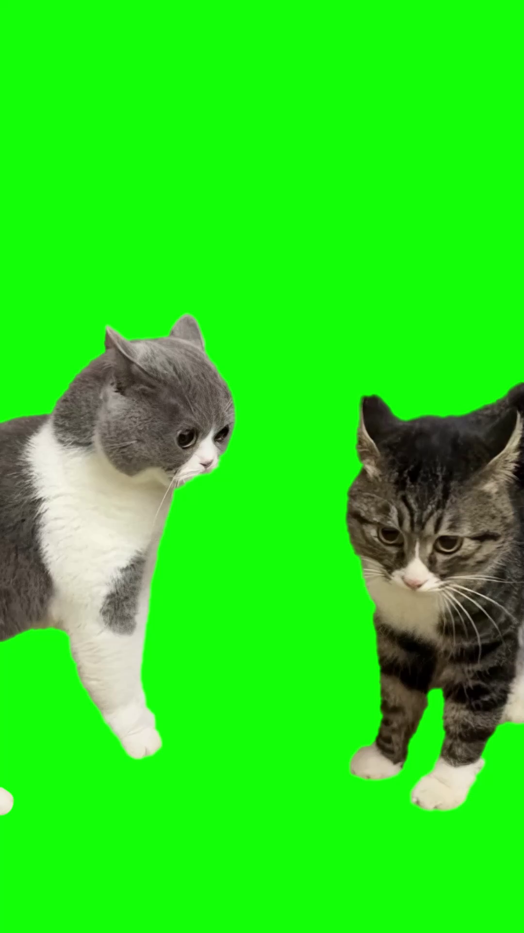 Кот на зеленом фоне